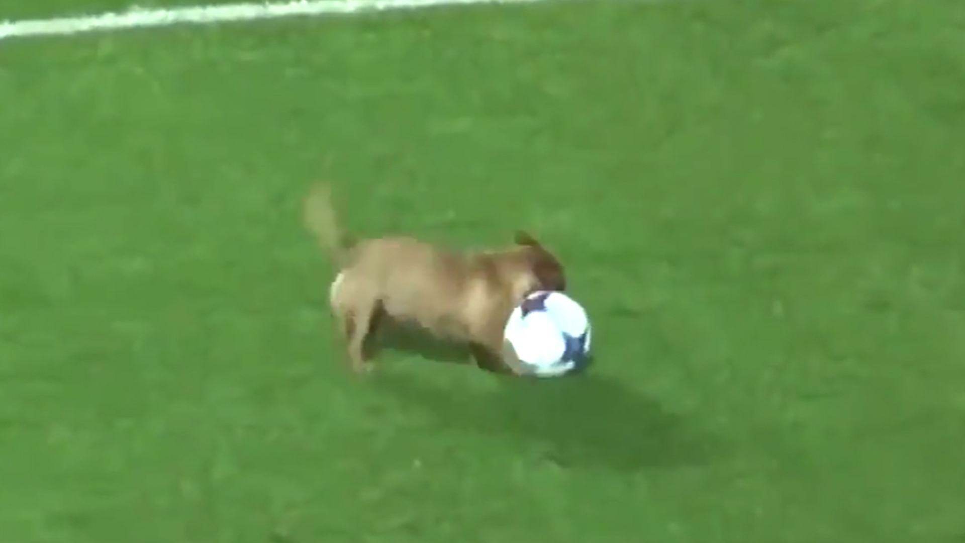 hond voetbalt