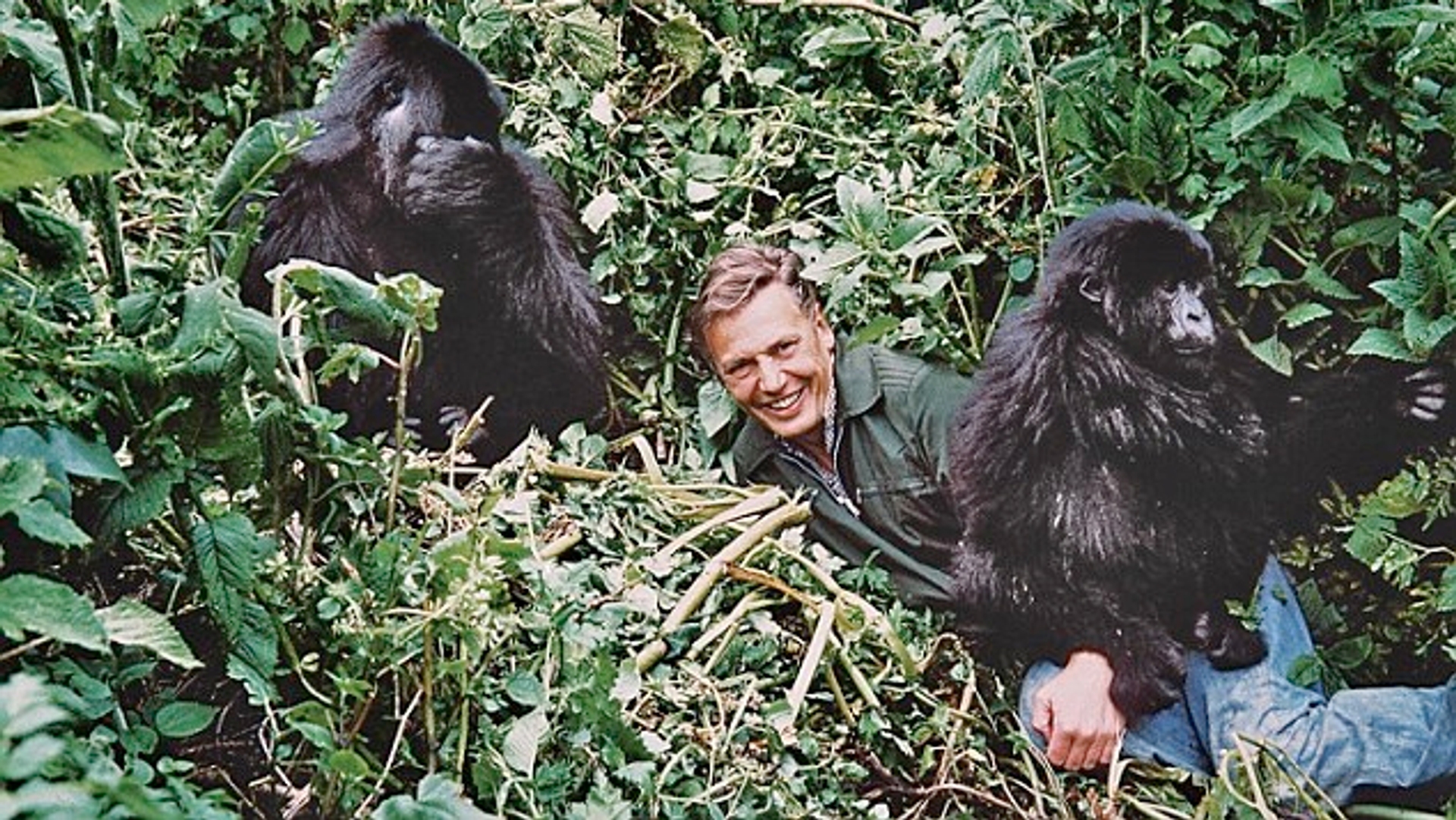 Afbeelding van 6x Natuurkoning David Attenborough in actie