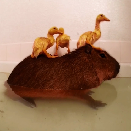 Web Draait Door: Capibara met zijn badeendjes