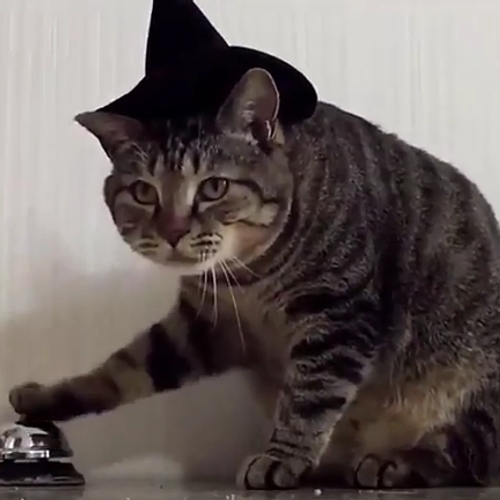 Web Draait Door: kat viert Halloween