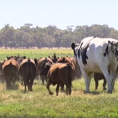 Web Draait Door: Knickers is de grootste stier van Australië