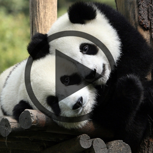 Web Draait Door: Panda Problemen!