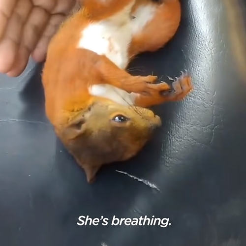 Web Draait Door: reanimatie van een eekhoorn