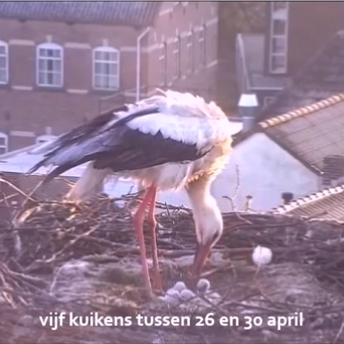 Web Draait Door: vogelwebcams zijn er weer!