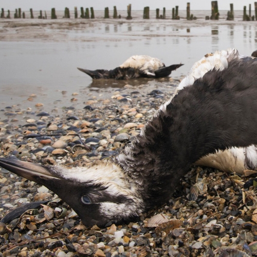 Niks Nieuws: Massale vogelsterfte