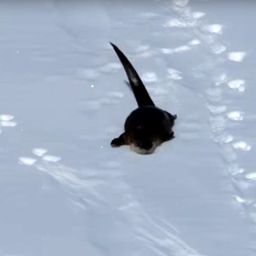 Web Draait Door: Otter heeft sneeuwpret