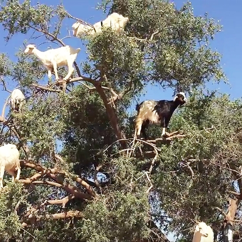 Web Draait Door: geiten in de boom