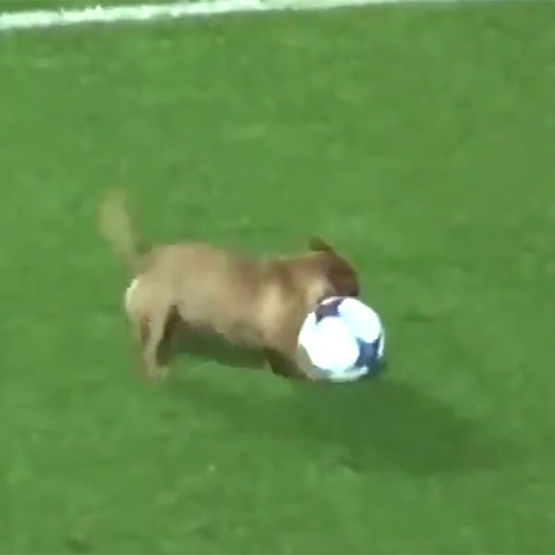 Web Draait Door: Blije hond verstoort voetbalwedstrijd