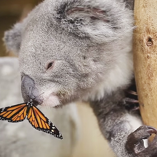Web Draait Door: koala met vlinder