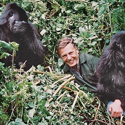 6x Natuurkoning David Attenborough in actie