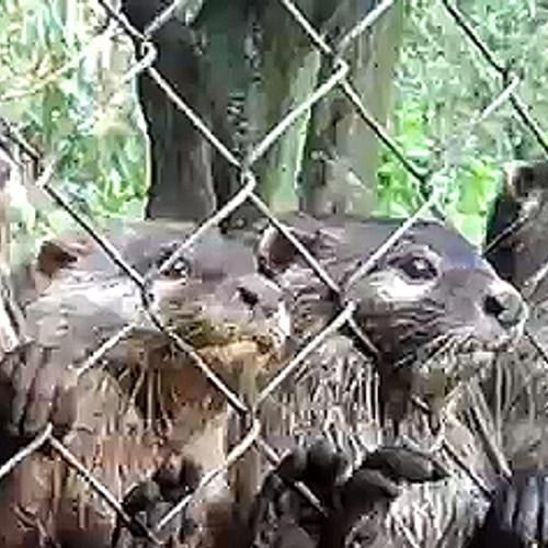 Web Draait Door: baby otters