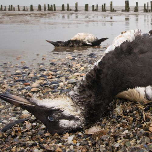 Afbeelding van Niks Nieuws: Massale vogelsterfte